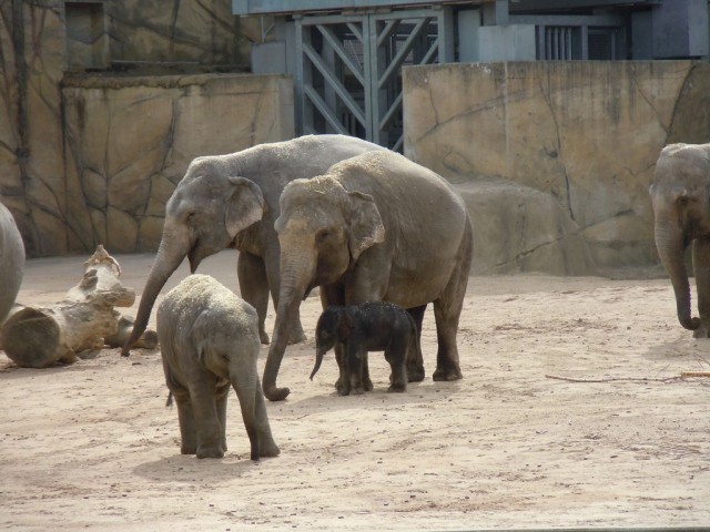  Слоновий парк (Elefantenpark)