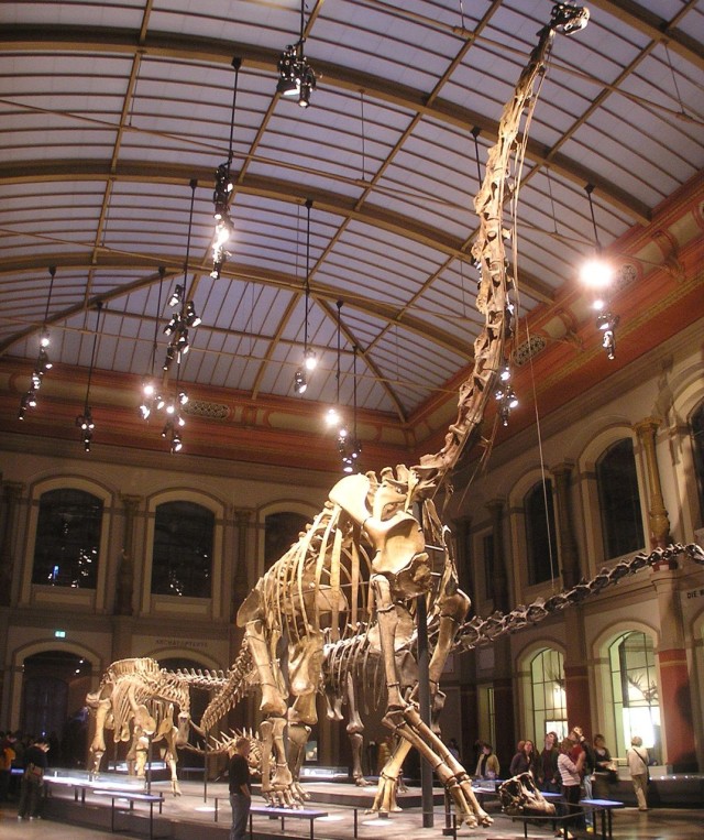 Скелет жираффатитана