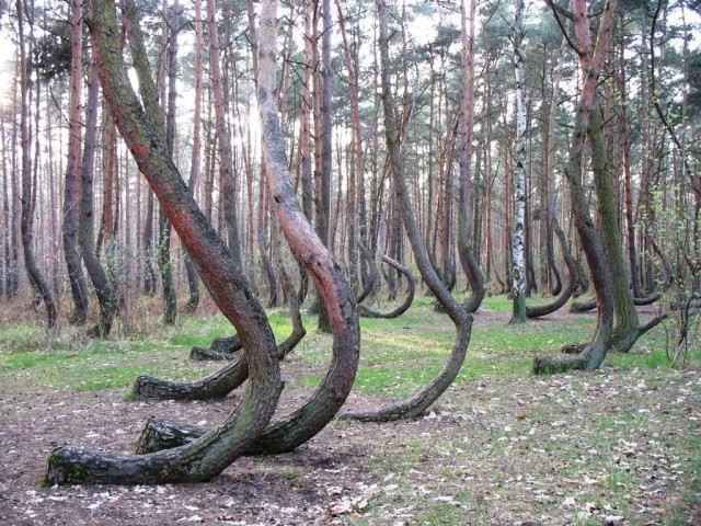 Кривой лес (Krzywy Las)  Грыфино (Gryfino) Польша