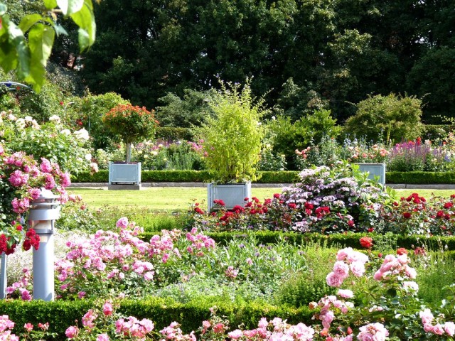 Розовый сад (Rosengarten)