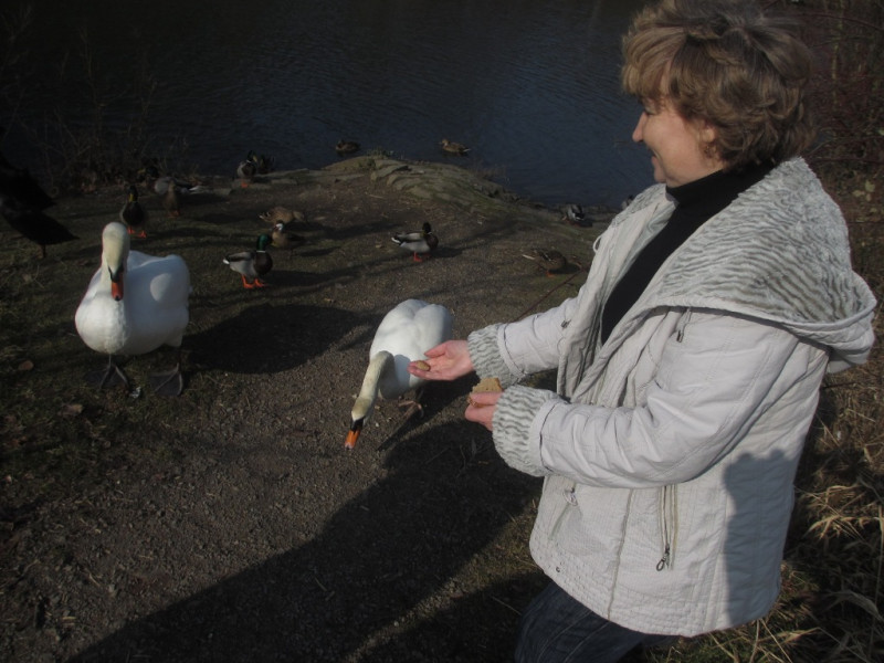 Кормление лебедей на озере Бигезее
