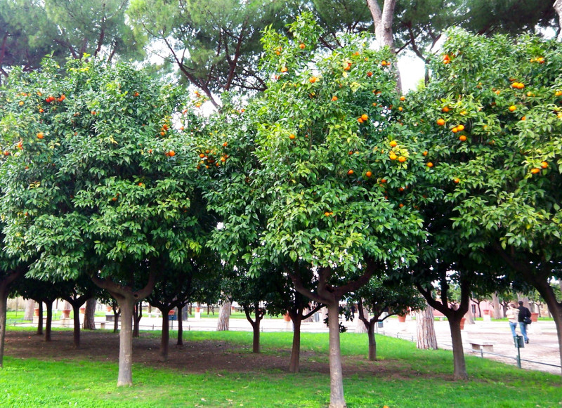 Апельсиновый сад (Giardino degli Aranci)
