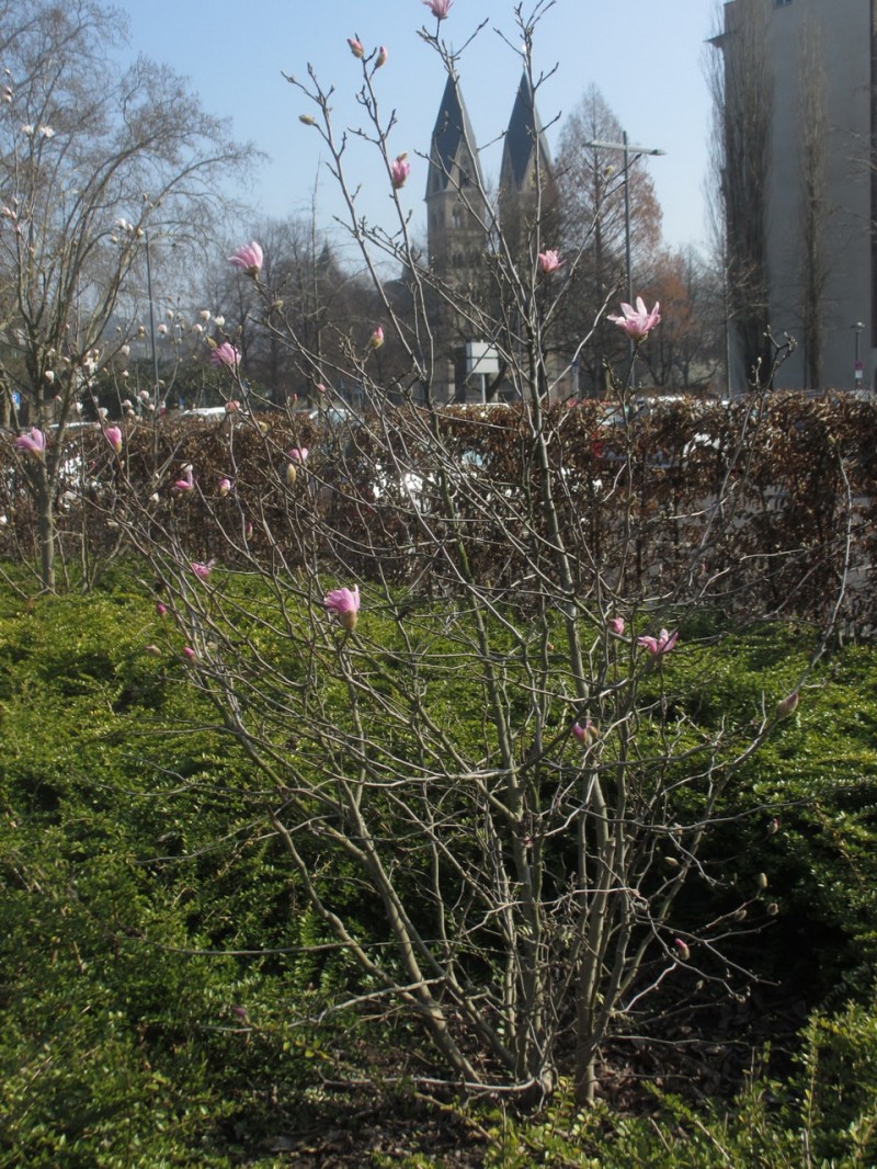 Весна в Кобленце